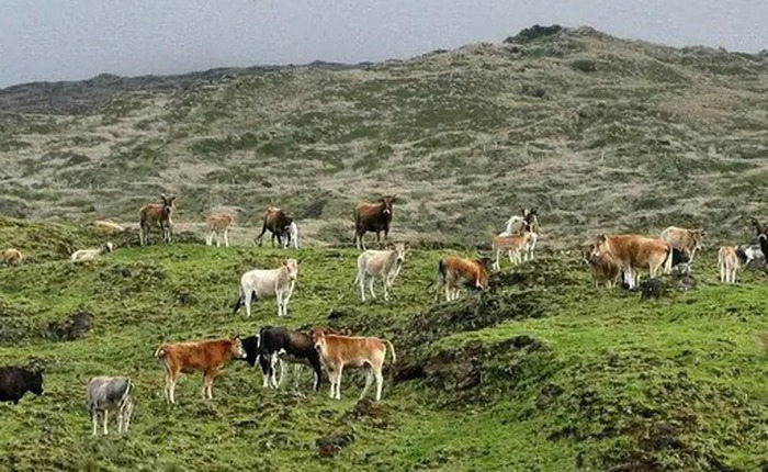 Sự trỗi dậy và sụp đổ của "đảo bò": 140 năm tiến hóa thần tốc kết thúc bằng một quyết định tàn khốc