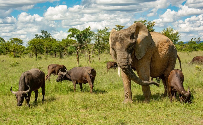 Con voi này tưởng mình là trâu, thậm chí trở thành thủ lĩnh đàn trâu và đã giết chết 14 con trâu đực đến thách đấu