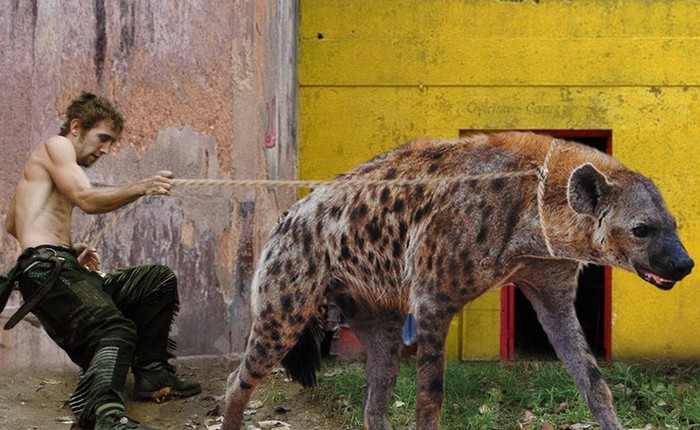 Linh cẩu có thật sự chỉ là kẻ ăn xác thối và liệu chúng có thể trở thành thú cưng của con người?