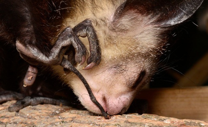 Khỉ Aye-aye, sinh vật kỳ lạ bậc nhất tại Madagascar, loài linh trưởng duy nhất sử dụng định vị bằng tiếng vang để săn mồi
