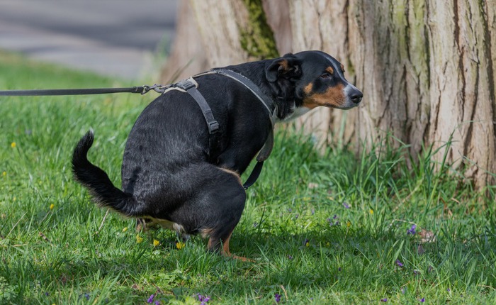Vì sao bò dê vừa đi vừa thải còn chó mèo phải ngồi đúng tư thế khi đi vệ sinh?