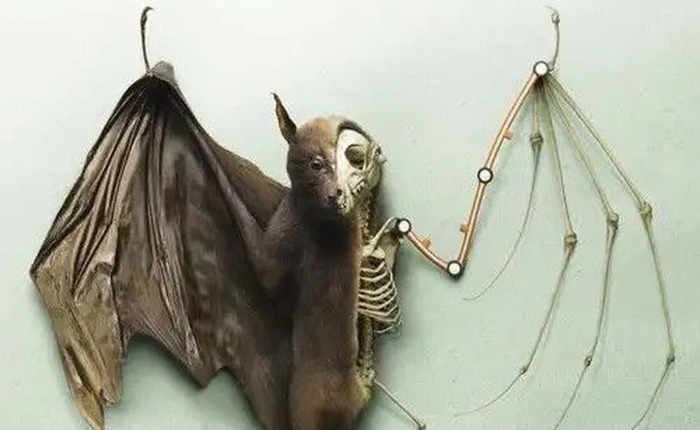 Tại sao dơi là động vật có vú duy nhất có thể bay thực thụ?