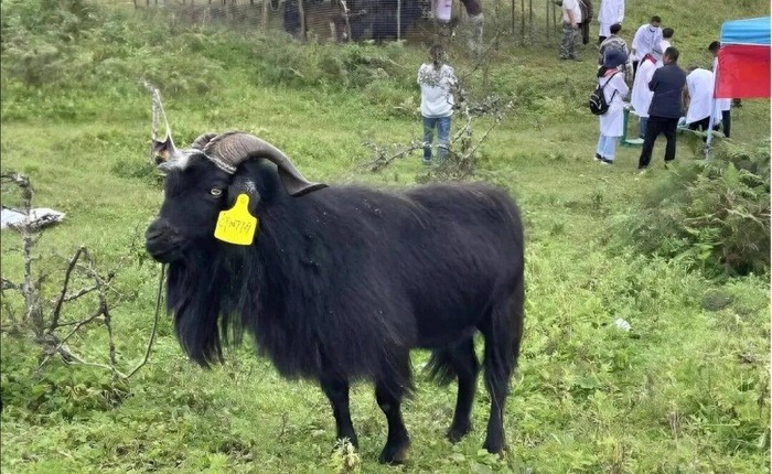 Mất tích 20 năm và từng bị liệt vào danh sách tuyệt chủng, tại sao loài dê này lại đột nhiên xuất hiện?