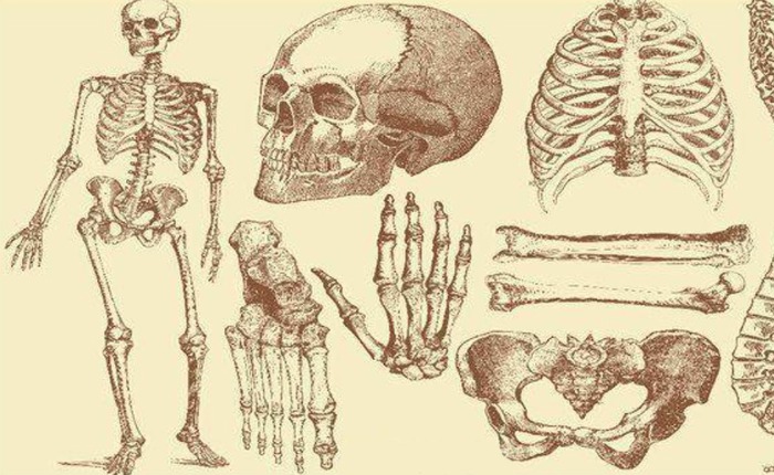 Con người sở hữu 206 khúc xương, nhưng người Trung Quốc lại chỉ có 204 khúc? Hai khúc xương bị thiếu đã đi đâu?