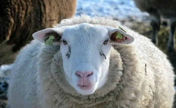 Giải mã bí ẩn đàn cừu đi vòng tròn liên tục hơn mười ngày không nghỉ