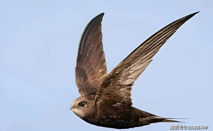 Bí ẩn loài chim bay suốt mười tháng không hạ cánh: Ăn ngủ trên trời nhưng vẫn sinh con bình thường