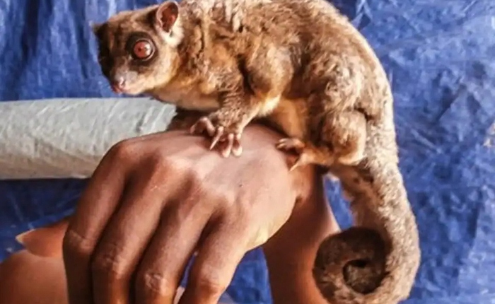 Phát hiện chấn động về hai loài thú có túi tại New Guinea vốn được cho là đã tuyệt chủng 6000 năm