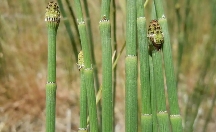 Loài cây cổ đại chưng cất nước kỳ lạ đến mức khiến giới khoa học nhầm tưởng dấu vết đến từ thiên thạch ngoài Trái Đất