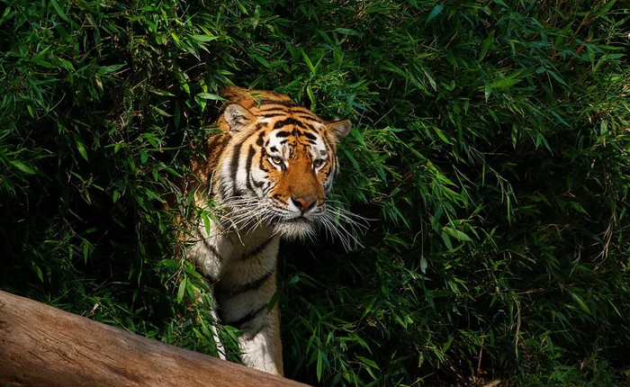 Vì sao động vật có vú hiếm khi sặc sỡ như chim cá và bò sát?