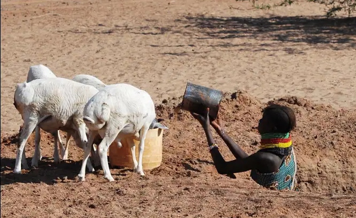 Bí mật tiến hóa giúp bộ tộc Kenya sống sót gần như không cần nước nhưng lại trở thành nguy cơ chết người hiện đại
