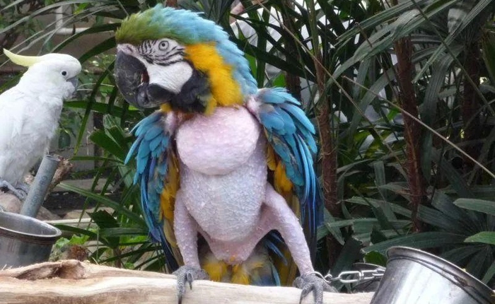 Nghiện tự làm đau: Sự tương đồng đáng sợ giữa người và vẹt khi tự nhổ lông xé da để trốn tránh các áp lực cuộc sống