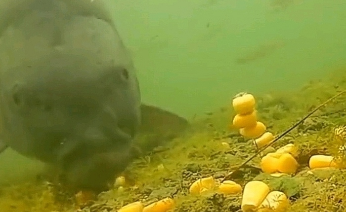 Cá chưa bao giờ lên bờ, làm sao chúng biết hạt ngô có thể ăn được?