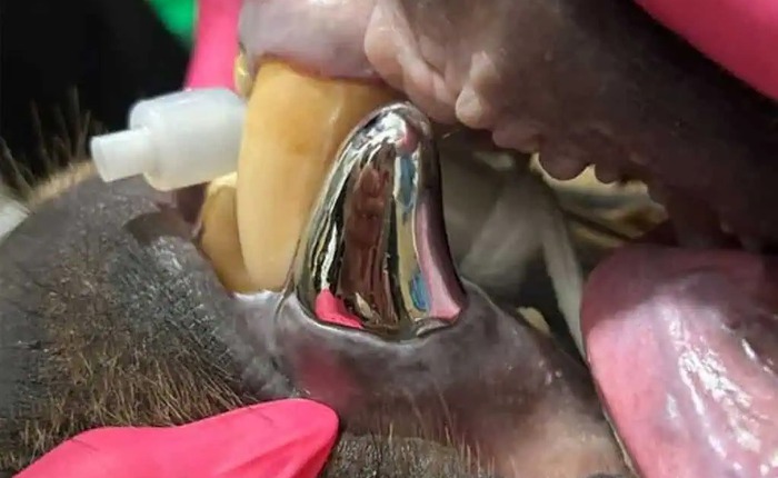 Đây là chú gấu sở hữu chiếc răng bằng titan lớn nhất thế giới