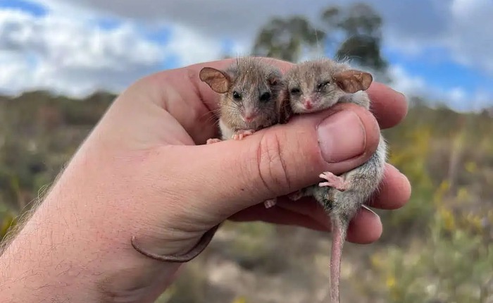 Phát hiện chấn động về loài thú có túi tí hon nhất thế giới: Sự tái xuất đầy bất ngờ sau hai thập kỷ ẩn mình tại Nam Úc