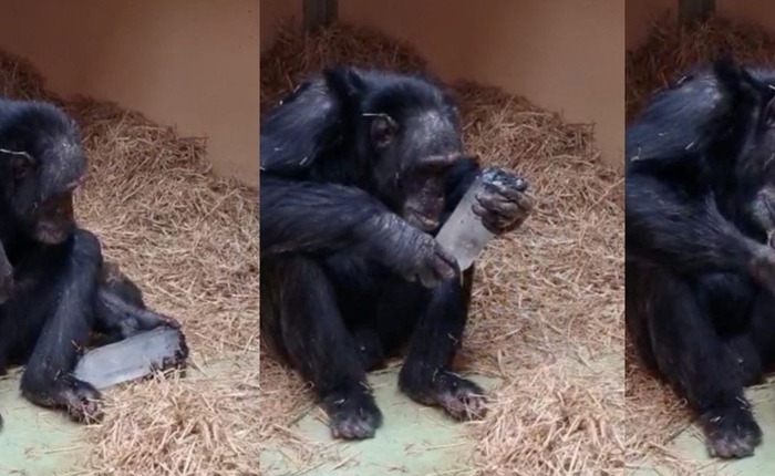 Nghiên cứu về loài tinh tinh tại Tây Ban Nha hé lộ niềm đam mê chung đối với các tinh thể giữa linh trưởng và người