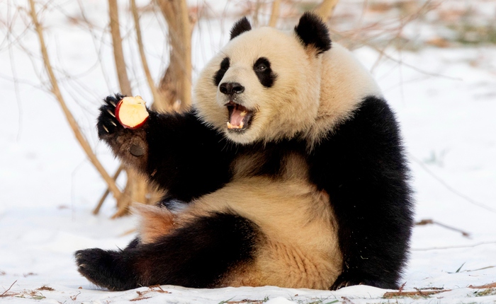 Cú lừa thế kỷ về khả năng sinh sản của gấu trúc: Tỷ lệ thành công 95% trong hoang dã nhưng lại bị con người ép tuyệt tự?