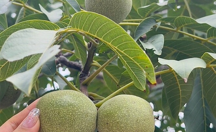 Loại quả thuộc top "tốt nhất thế giới", có ở Việt Nam, trồng một lần thu hoạch nhiều năm, tốt cho sức khoẻ