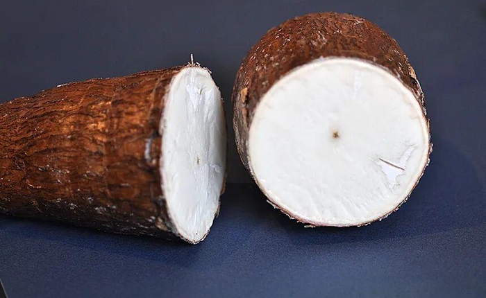 Bí ẩn về loài cây mang kịch độc chết người nhưng lại là nguồn lương thực nuôi sống hàng trăm triệu sinh mệnh