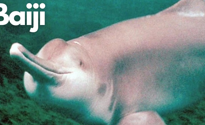 22 năm giam cầm và chết trong bể kính: Bí mật đen tối dưới làn nước đục ngầu của dòng Dương Tử