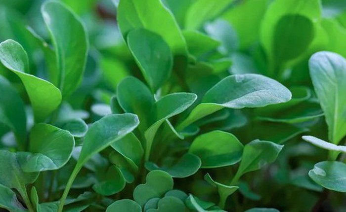 Loại rau tốt nhất thế giới với mật độ dinh dưỡng dày đặc: Ở Việt Nam không thiếu