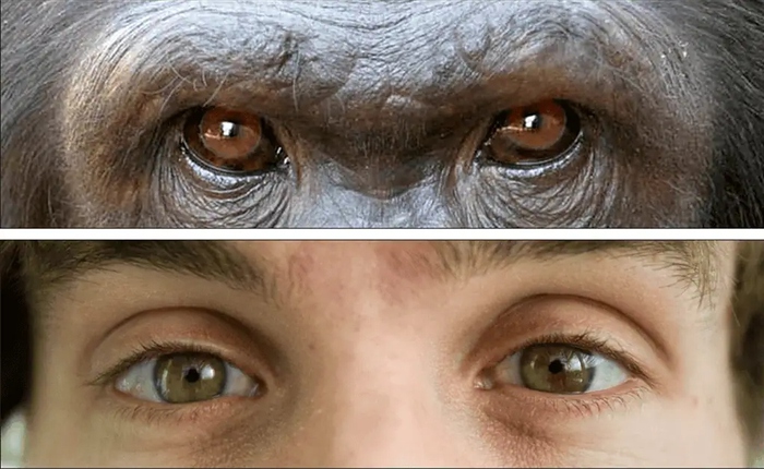 Tại sao con người có lòng trắng mắt rõ ràng trong khi phần lớn loài vượn lại có mắt tối màu?