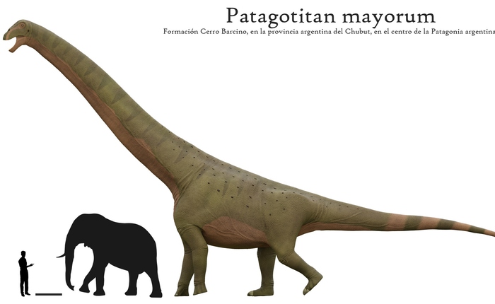 Lộ diện “quái vật” 77 tấn dài 40 mét: Khủng long Patagotitan thách thức danh hiệu sinh vật lớn nhất từng tồn tại