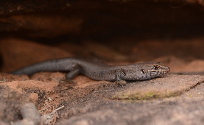 Phát hiện gây chấn động: “Kẻ ẩn mình” lộ diện trong sa mạc Australia, loài thằn lằn hiếm chỉ còn dưới 20 cá thể
