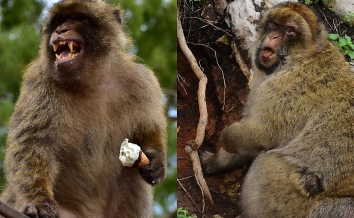 Những con khỉ tại vùng núi Gibraltar ăn đất để chữa đau bụng vì đồ ăn vặt du khách