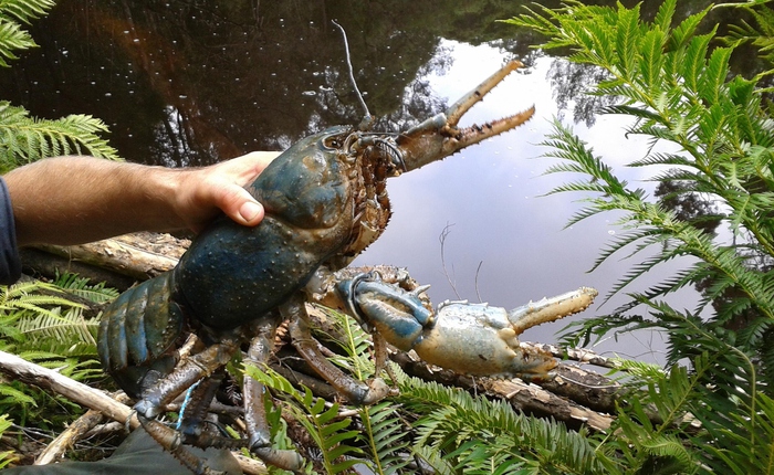 Bí ẩn loài tôm khổng lồ Tasmania dài 80 cm gây sốt mạng nhưng vì sao loài “quái vật nước ngọt” này không thể nuôi đại trà