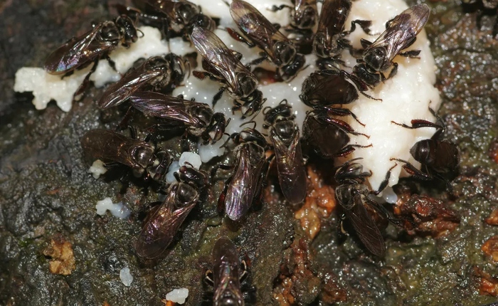 Loài ong ăn thịt thối nhưng vẫn tạo ra mật ngọt, bí ẩn tiến hóa khiến giới khoa học kinh ngạc