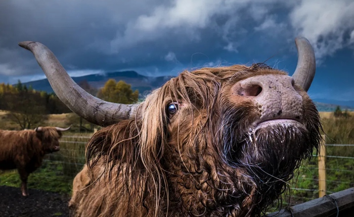 Giải mã bí ẩn nguyên do loài bò chỉ ăn cỏ nhưng vẫn phát triển hàng trăm cân thịt cơ bắp