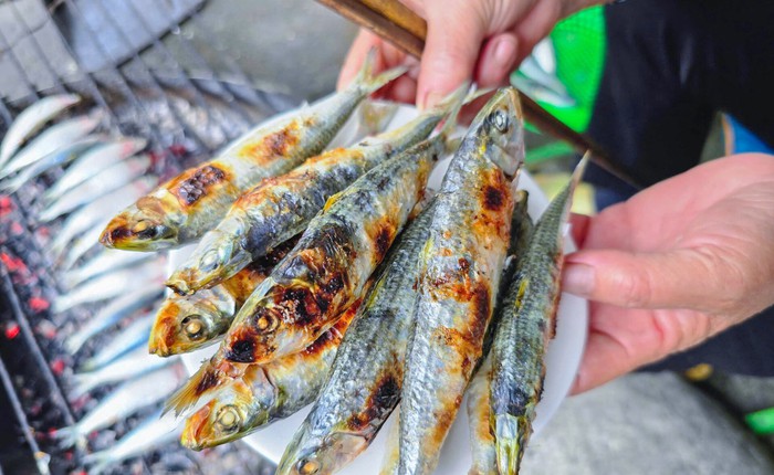 Loại cá nhiều omega-3 hơn cá hồi, được Mỹ đánh giá tốt bậc nhất thế giới: Ngư dân Việt coi là “lộc biển”