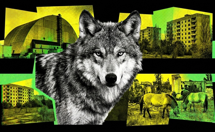Sói đột biến gen, ngựa tuyệt chủng hồi sinh, loài chó trải qua 20 thế hệ vẫn sống: Chernobyl đang làm điều không ai dám nghĩ đến sau 40 năm