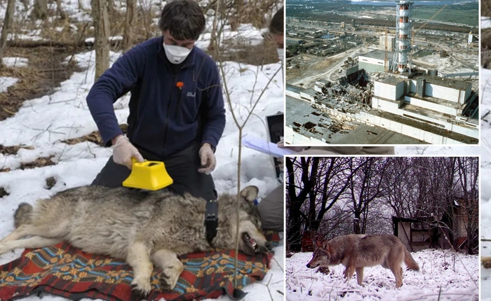 Bầy sói sống giữa vùng đất chết Chernobyl đang tiến hóa kỳ lạ, các nhà khoa học phát hiện điều đáng kinh ngạc