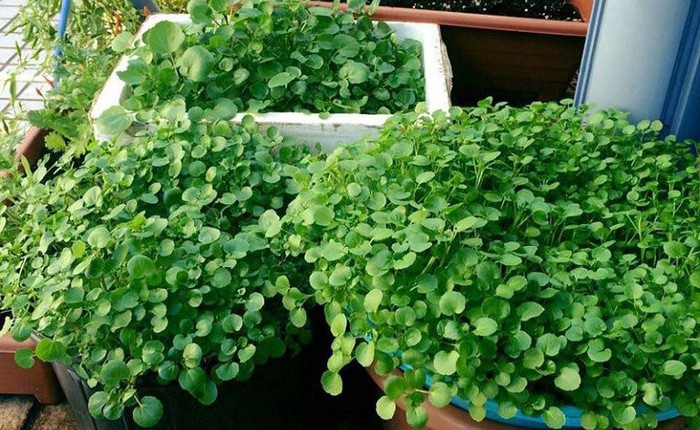 Loại rau tốt cho sức khoẻ nhất hoá ra mọc đầy Việt Nam, các nhà khoa học mất 1 thập kỷ nghiên cứu