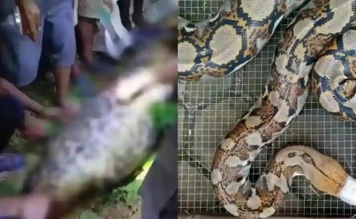 Bi kịch kinh hoàng tại Indonesia: Người đàn ông bị con trăn gấm nuốt chửng trên đường về nhà