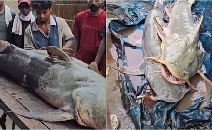 Phát hiện hàng loạt cá lạ sau lũ quét ở Nepal
