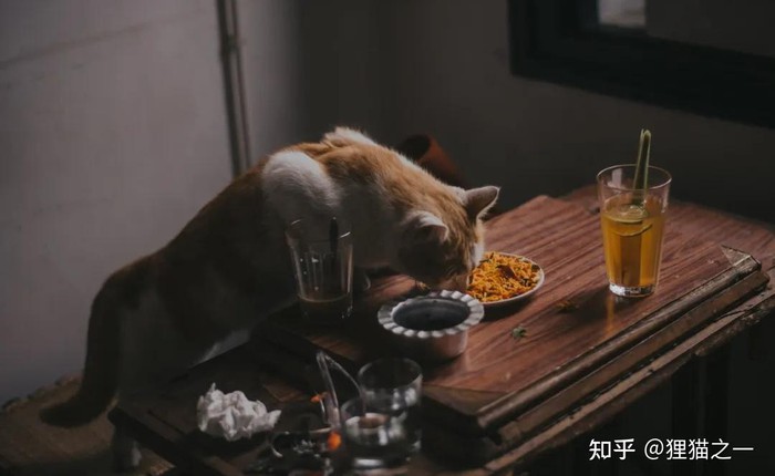 Sự thật bất ngờ đằng sau thói quen ăn vài miếng rồi bỏ của mèo khiến người nuôi kinh ngạc
