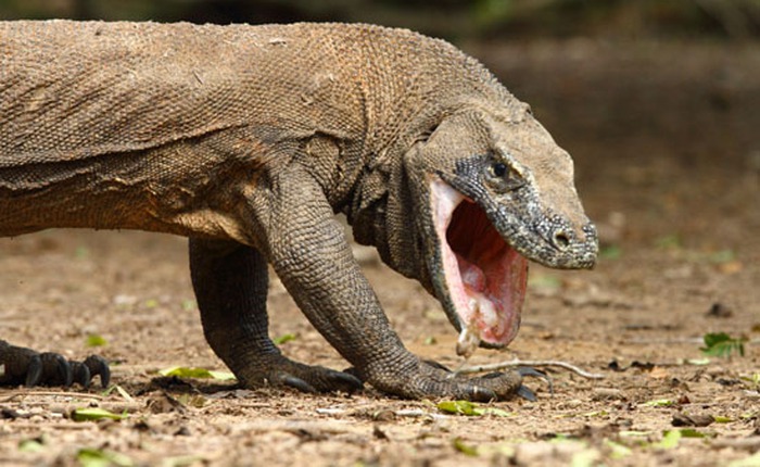 Những điều có thể bạn chưa biết về loài rồng Komodo