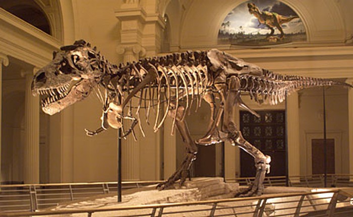 Liệu có thể xác định được giới tính của những hóa thạch khủng long ?