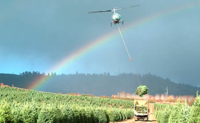 Xem cảnh máy bay trực thăng "hái" cây thông Noel nhanh như điện xẹt