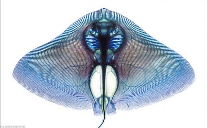 Cơ thể "sexy" của các loài cá sau thí nghiệm tẩy trắng