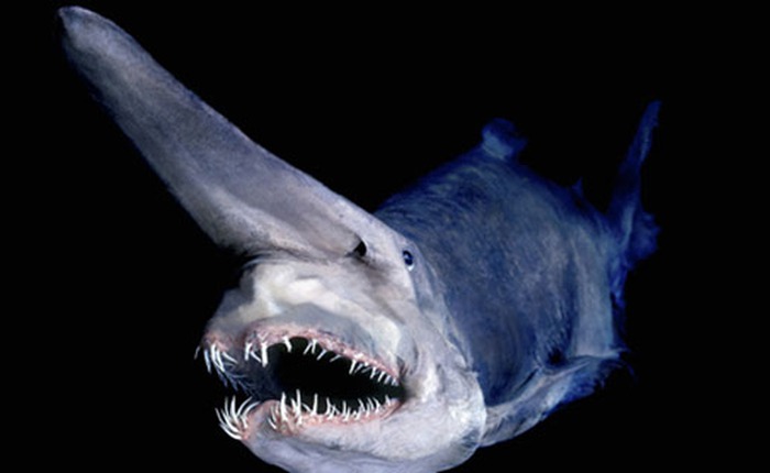 Những loài cá mập sát thủ của đại dương