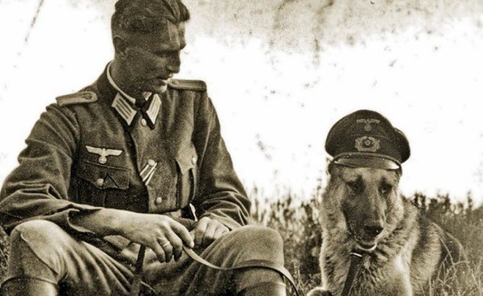 Đội quân chó biết nói của Hitler và những bí mật ít ai biết