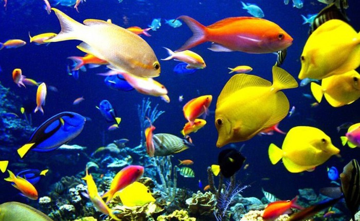 10 loài cá đắt giá nhất trên thế giới
