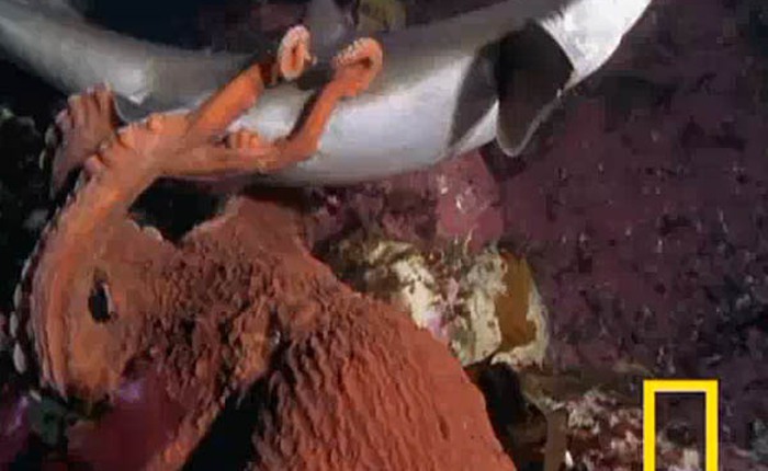 [Video] Cá mập làm mồi cho bạch tuộc
