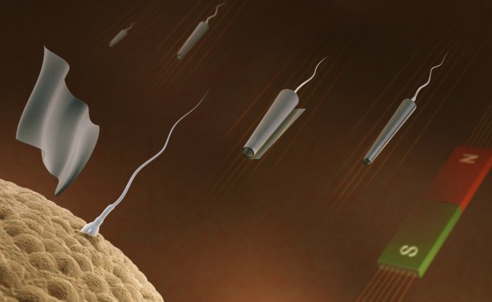 Đã có thể điều khiển tinh trùng từ xa giúp thụ tinh cho trứng