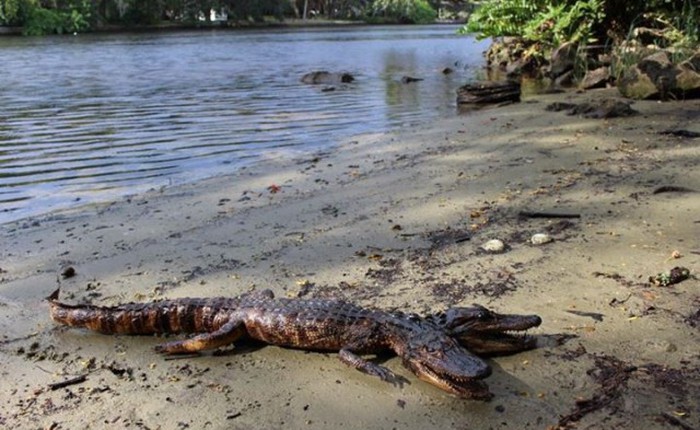 Phát hiện cá sấu hai đầu kỳ lạ tại Florida