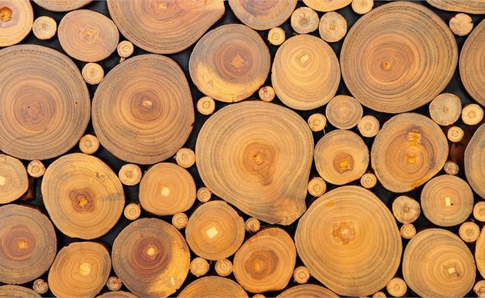 Các nhà khoa học tìm ra cách biến gỗ thành thức ăn