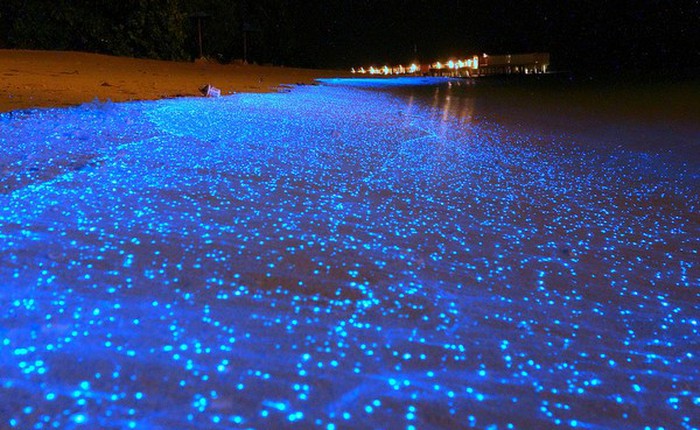 Xem bờ biển đom đóm phát sáng tuyệt đẹp ở Maldives